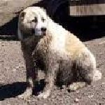 Armenian Gampr dog