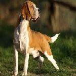 Bagle hound
