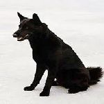 Black Norwegian Elkhound 