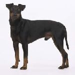  Black and Tan Terrier