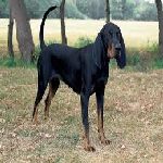  Black and Tan Virginia Foxhound 
